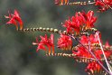 Flowers, Vancouver Island, Canada